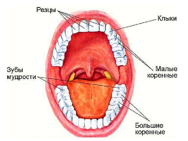 Расположение зубов 